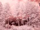 USA-Colorado Infrared of Aspens along the Kebler Pass Art Print